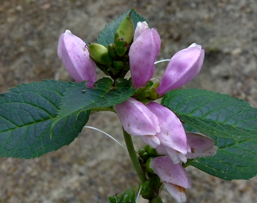 {Chelone lyonii}